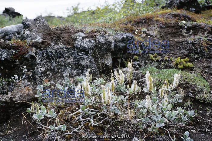 : Woolly Willow - in habitat on larva : Woolly Willow - in habitat on larva