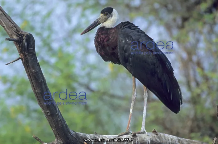 : Woollynecked / Woolly-necked / White-necked / Whitenecked : Woollynecked / Woolly-necked / White-necked / Whitenecked