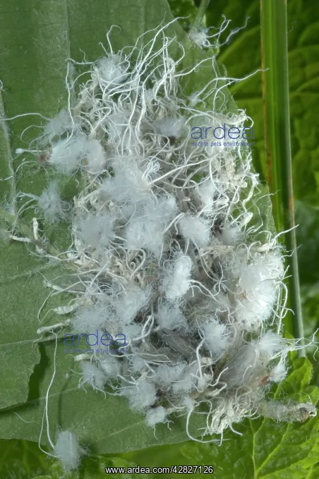 : Wooly Aphids : Wooly Aphids