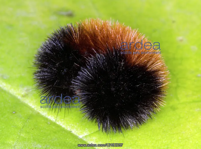 : Wooly Bear : Wooly Bear