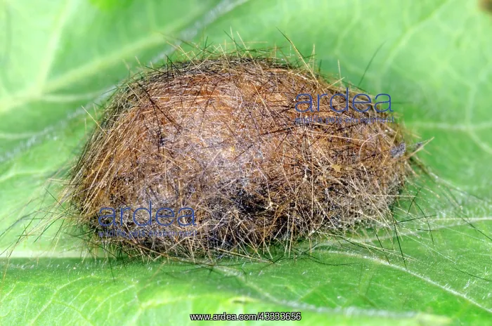 : Wooly Bear Cocoon : Wooly Bear Cocoon