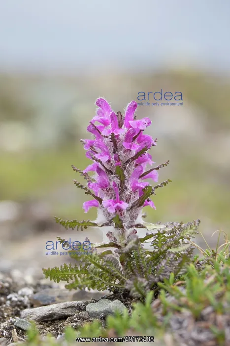  : Wooly Lousewort