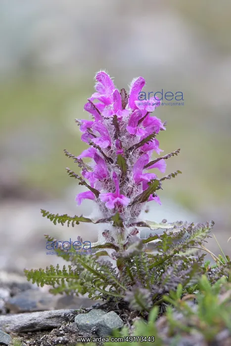  : Wooly Lousewort