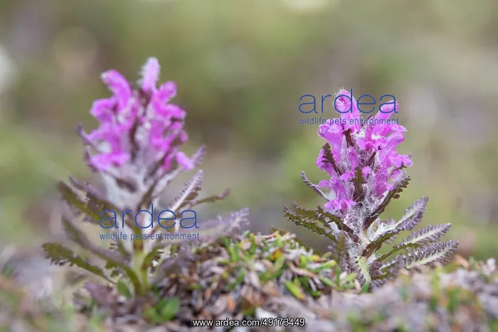  : Wooly Lousewort