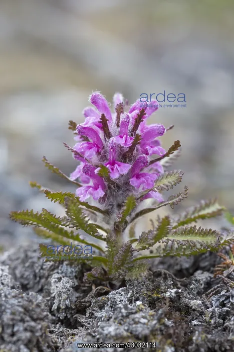 : Wooly Louseworth - flowering - Svalbard, Norway : Wooly Louseworth - flowering - Svalbard, Norway