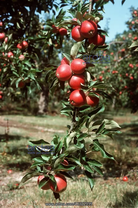 : WORCESTER APPLES : WORCESTER APPLES
