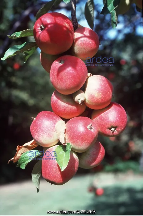 : WORCESTER APPLES - on tree : WORCESTER APPLES - on tree
