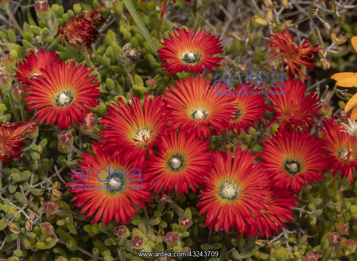 : Worcester-Robertson vygie, Drosanthemum speciosum : Worcester-Robertson vygie, Drosanthemum speciosum