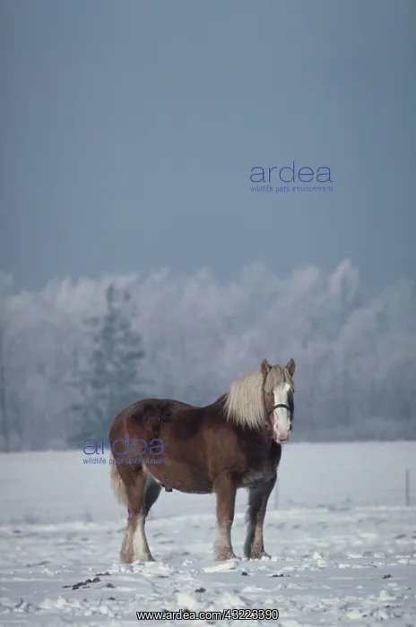 : Work horse : Work horse