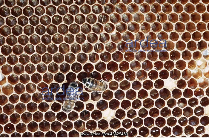 : WORKER BEES ON COMB : WORKER BEES ON COMB