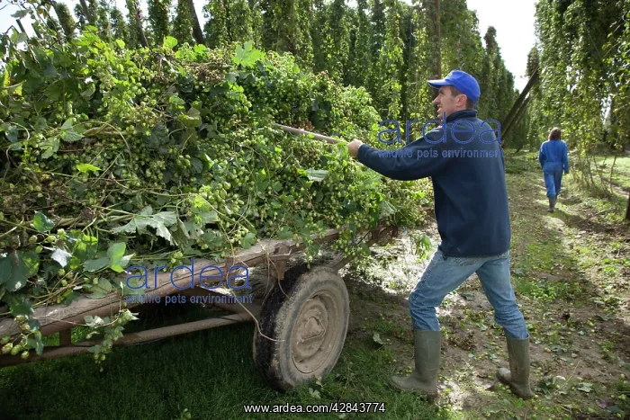 : Worker - Common Hop harvest : Worker - Common Hop harvest