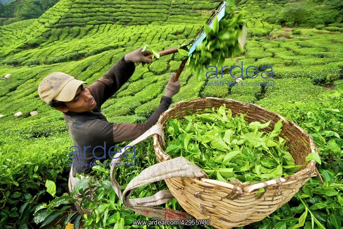 : Worker harvesting tea : Worker harvesting tea