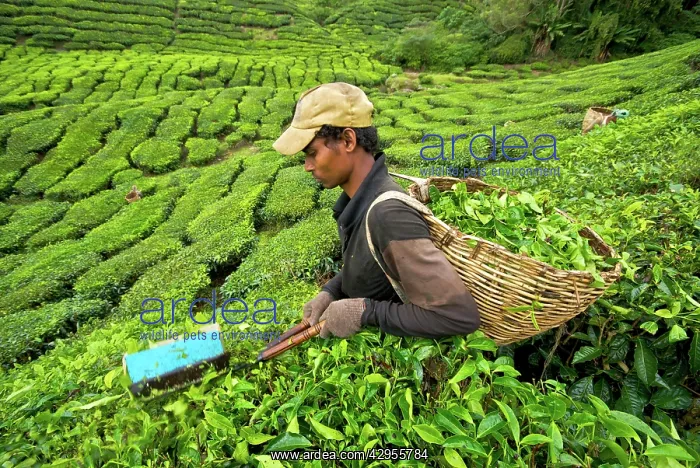 : Worker harvesting tea : Worker harvesting tea
