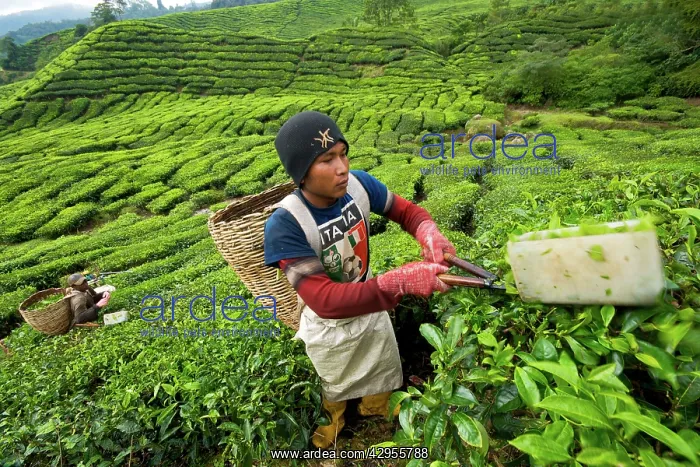 : Worker harvesting tea : Worker harvesting tea