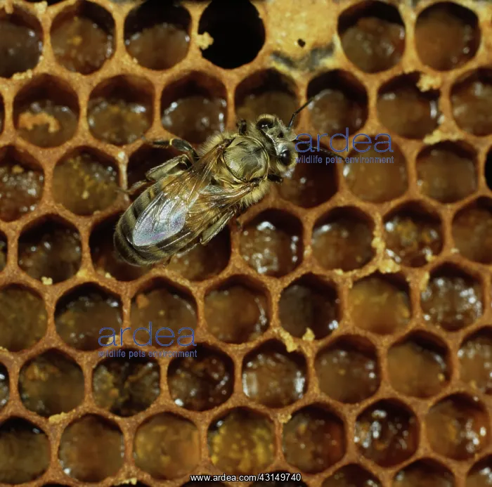 : Worker honey bee : Worker honey bee