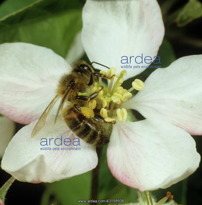 : Worker honey bee : Worker honey bee