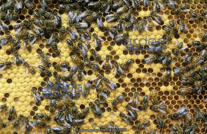 : Worker honey bees : Worker honey bees