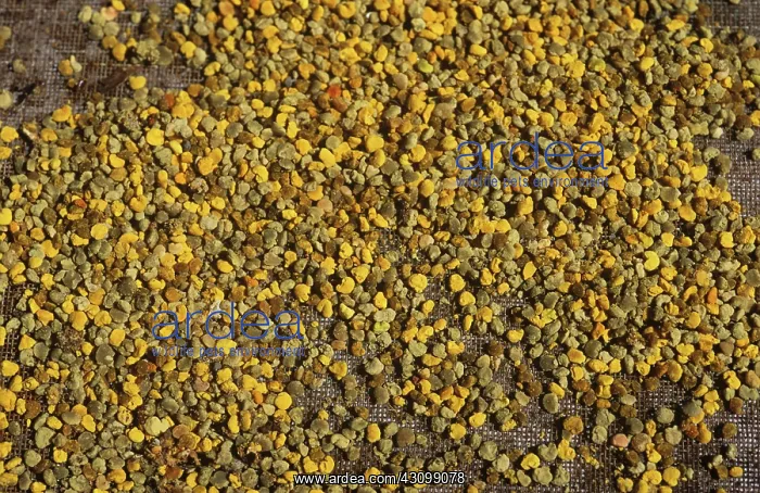 : Worker honey bees (Apis mellifera) pollen pellets in hive po : Worker honey bees (Apis mellifera) pollen pellets in hive po