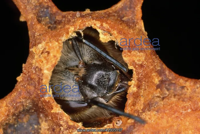 : Worker Honeybee - emerging from cell : Worker Honeybee - emerging from cell