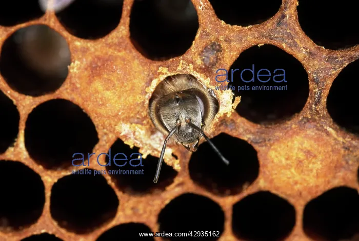 : Worker Honeybee - emerging from cell : Worker Honeybee - emerging from cell