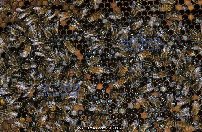  : Worker honeybees