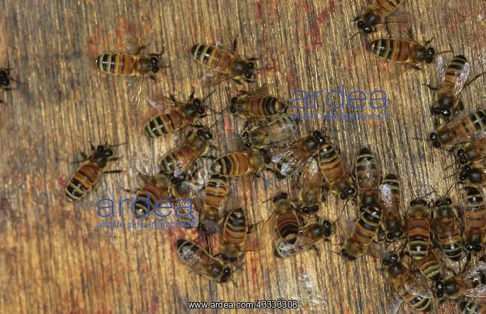 : Worker honeybees : Worker honeybees