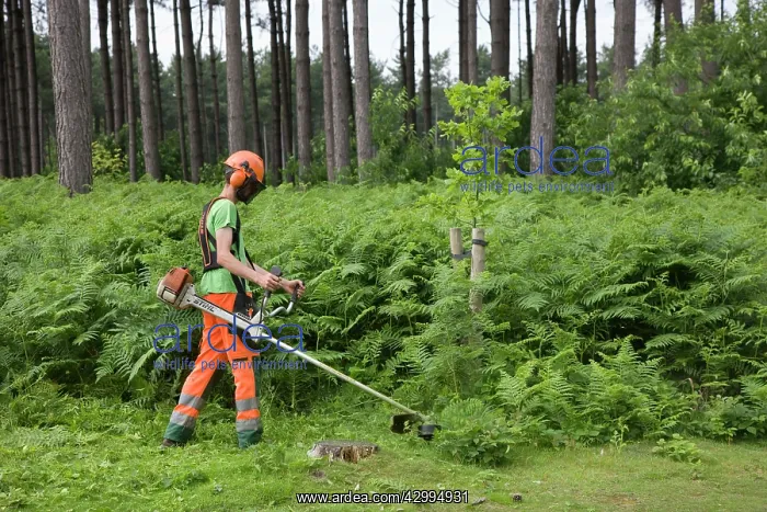 : Worker - man at work with brush cutter in forest : Worker - man at work with brush cutter in forest