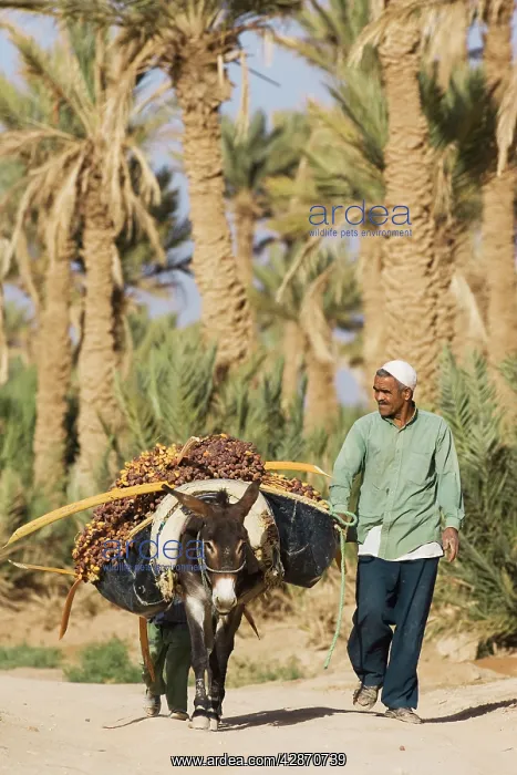 : Worker - Morocco - The dates in the palmeries of : Worker - Morocco - The dates in the palmeries of
