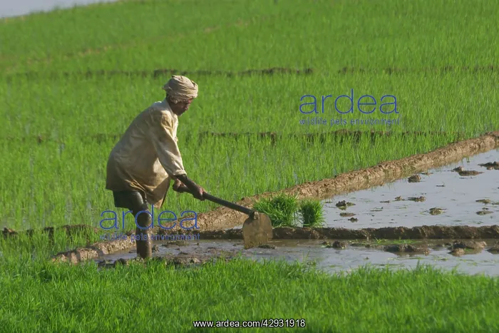 : Worker - In rice paddy : Worker - In rice paddy