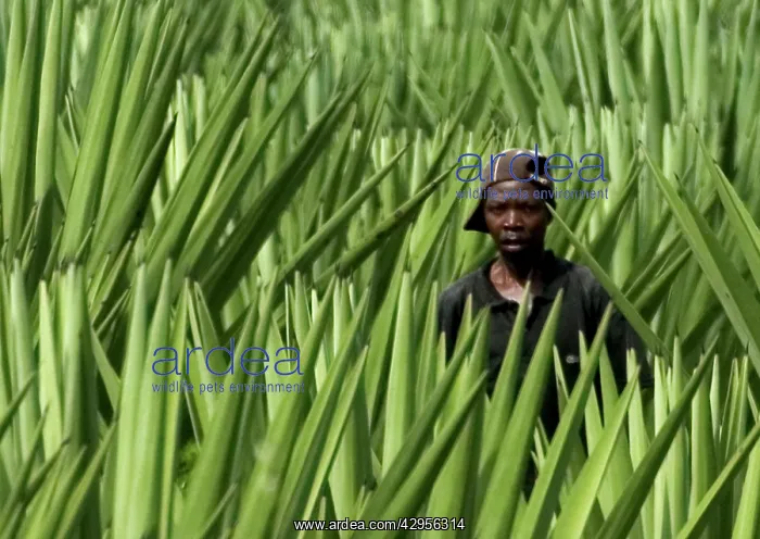 : Worker - Sisal Plantation : Worker - Sisal Plantation