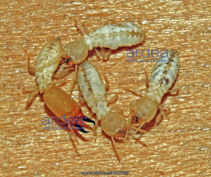 : Worker and Soldier Termites : Worker and Soldier Termites