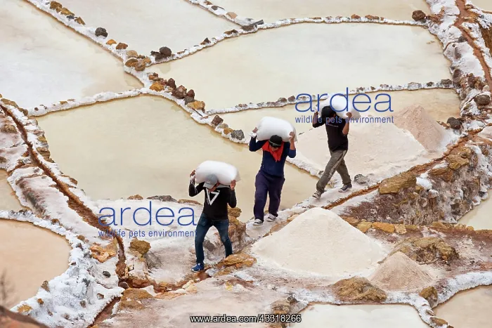  : Workers carry salt bags through salt garden, salt