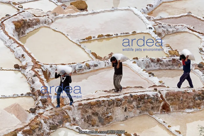 : Workers carry salt bags through salt garden, salt : Workers carry salt bags through salt garden, salt