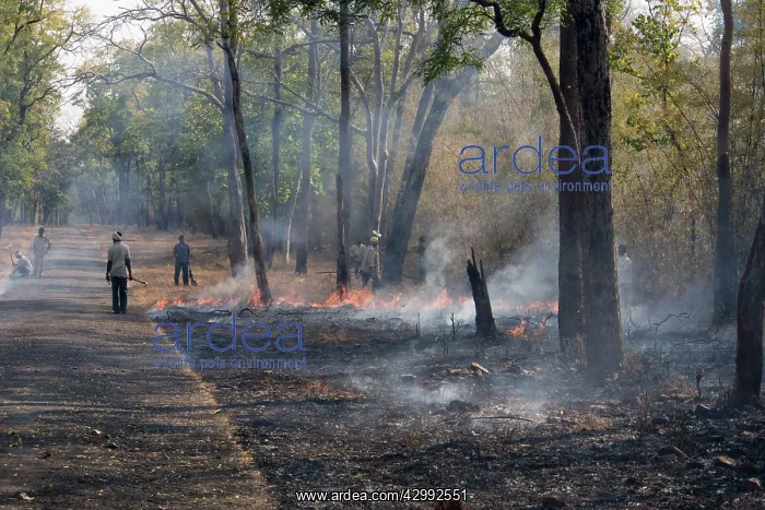 : Workers creating fire break along road : Workers creating fire break along road