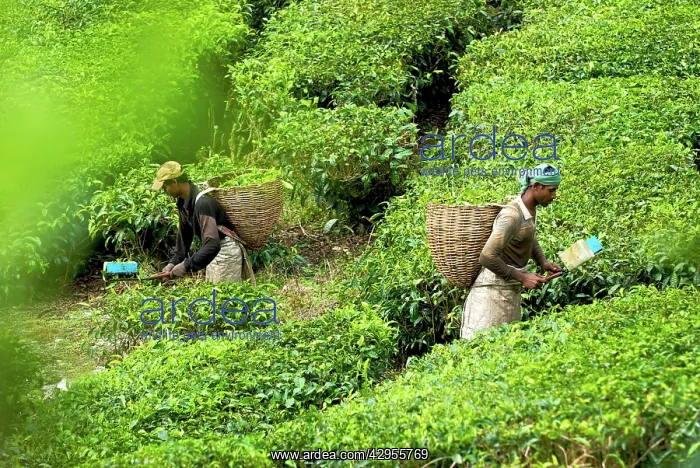 : Workers harvesting tea : Workers harvesting tea
