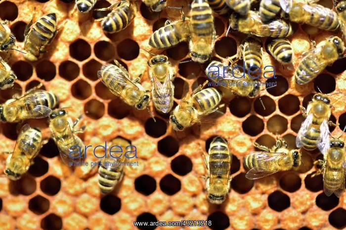 : Workers of the honey bee (Apis mellifera var. carnica) : Workers of the honey bee (Apis mellifera var. carnica)