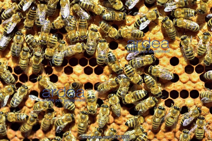  : Workers of the honey bee (Apis mellifera var. carnica)