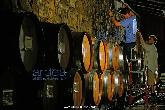: Workers - Making Chardonnay Cullen Winery : Workers - Making Chardonnay Cullen Winery