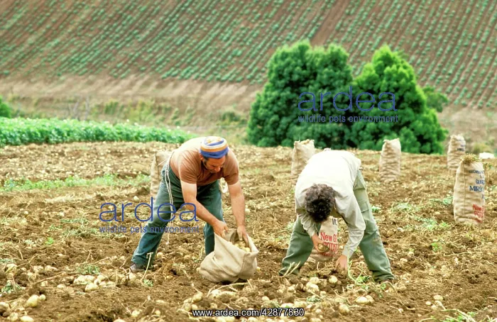 : Workers in potato field South Gippsland : Workers in potato field South Gippsland