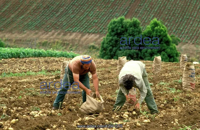 : Workers in potato field.South Gippsland, Victoria, Australia : Workers in potato field.South Gippsland, Victoria, Australia