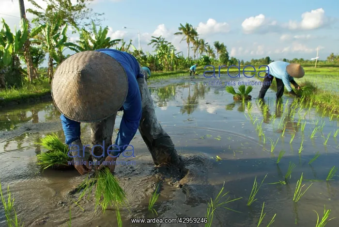 : Workers - Rice planting near Uluwatu : Workers - Rice planting near Uluwatu
