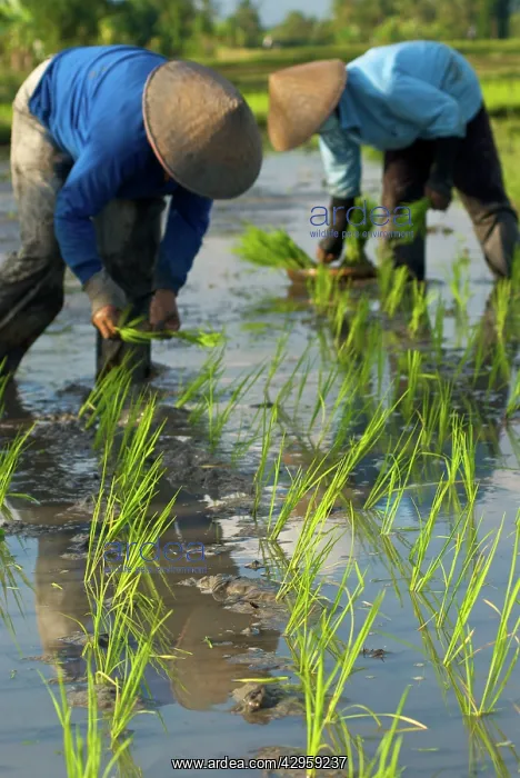: Workers - Rice planting Uluwatu : Workers - Rice planting Uluwatu