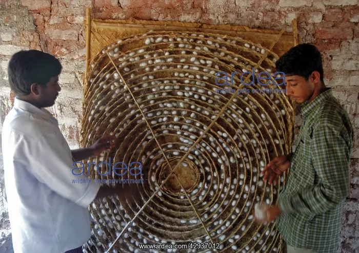 : Workers with silkworm coccoons in an Indian silkworm : Workers with silkworm coccoons in an Indian silkworm