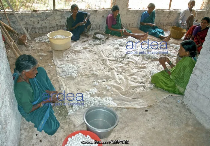 : Workers sorting silkworm coccoons in an Indian : Workers sorting silkworm coccoons in an Indian