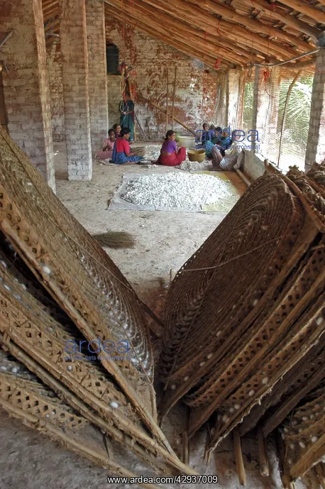 : Workers sorting silkworm coccoons in an Indian : Workers sorting silkworm coccoons in an Indian
