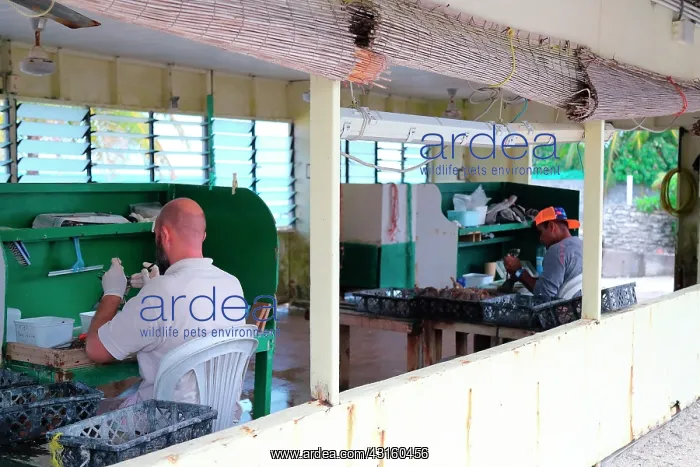 : Workers at their workstations working in the workshop : Workers at their workstations working in the workshop