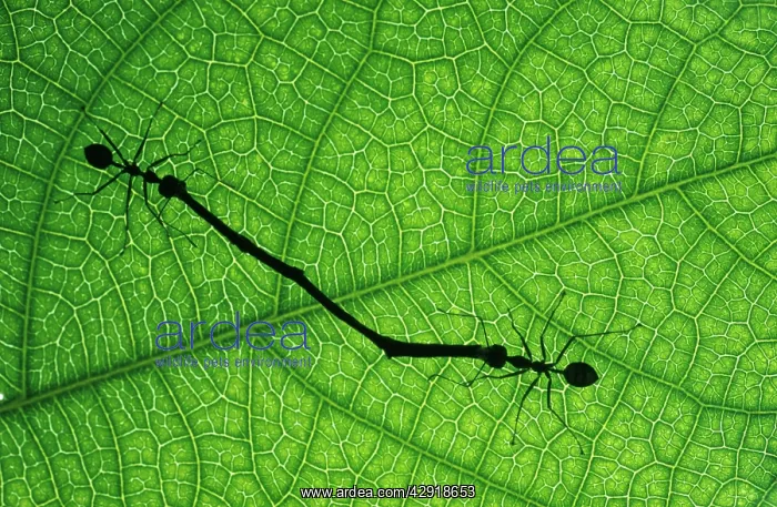 : WORKING ANTS - two carrying twig : WORKING ANTS - two carrying twig