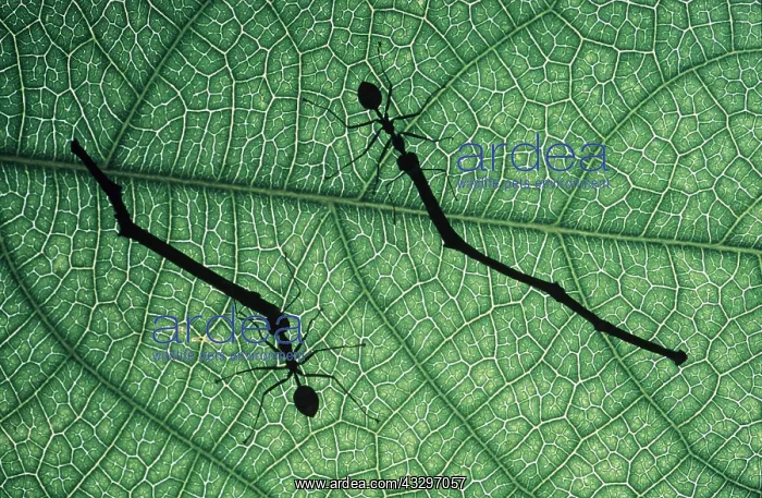 : WORKING ANTS - two carrying twigs : WORKING ANTS - two carrying twigs