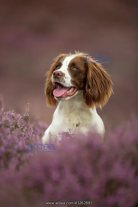 : Working Cocker Spaniel Photographed in pink heather : Working Cocker Spaniel Photographed in pink heather