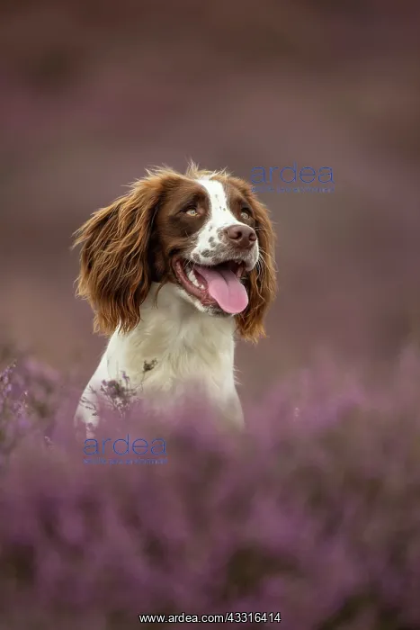 : Working Cocker Spaniel Photographed in pink heather : Working Cocker Spaniel Photographed in pink heather